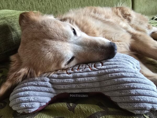 Hundekissen Kuschelknochen mit Namen BRAUN-PETROL