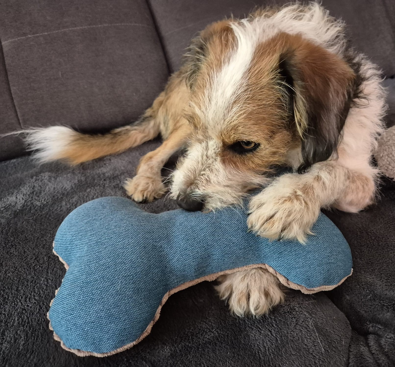 Halsband kaufen, Halsbänder Eibau, Hundeleine, Hundehalsband kaufen, Dogtissimo Halsbänder, Geschenkidee Hund, Individualisiertes Halsband