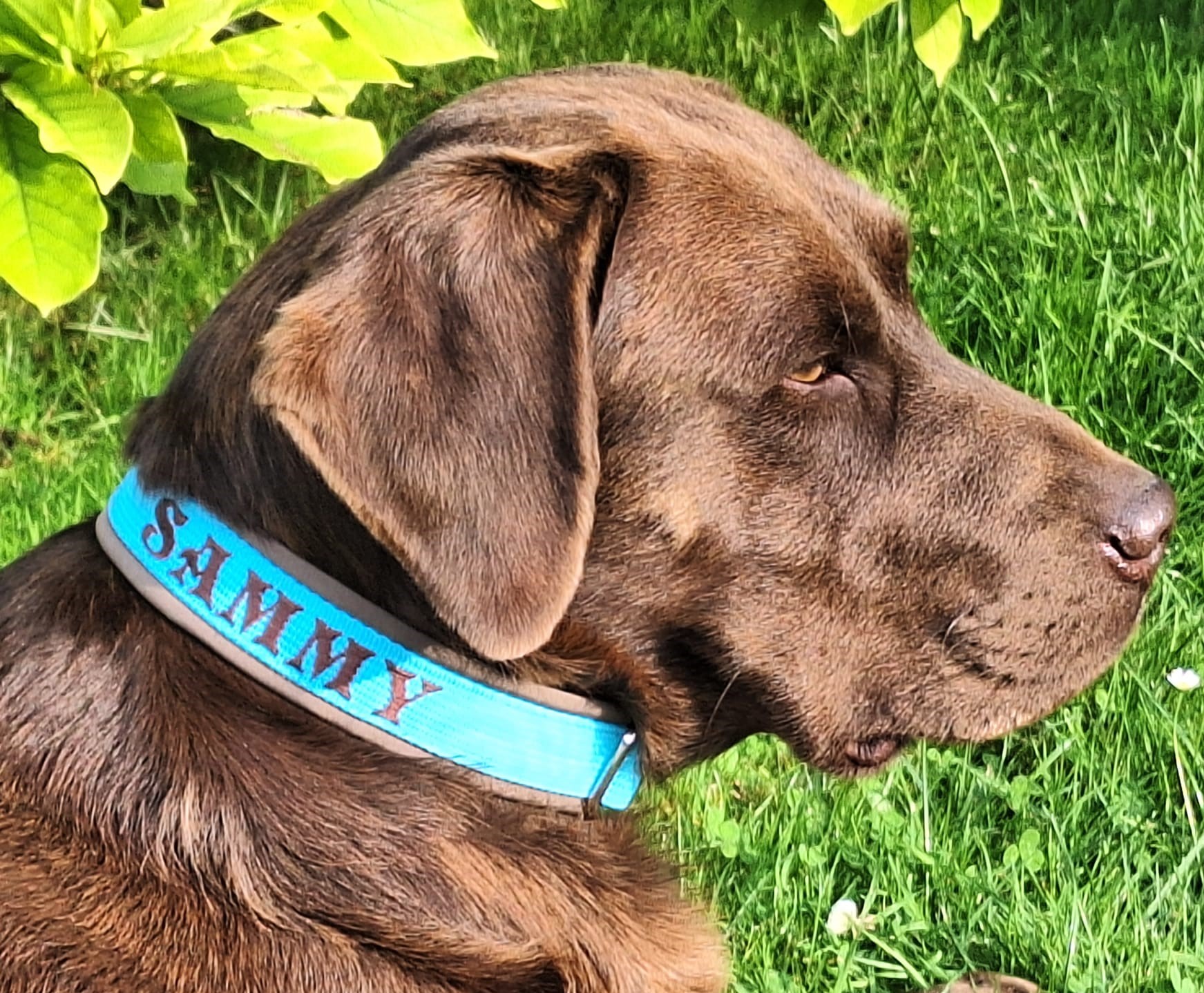 Halsband kaufen, Dogtissimo Halsbänder, Geschenkidee Hund, Hundehalsband kaufen, Hundeleine, Individualisiertes Halsband, Halsbänder Eibau