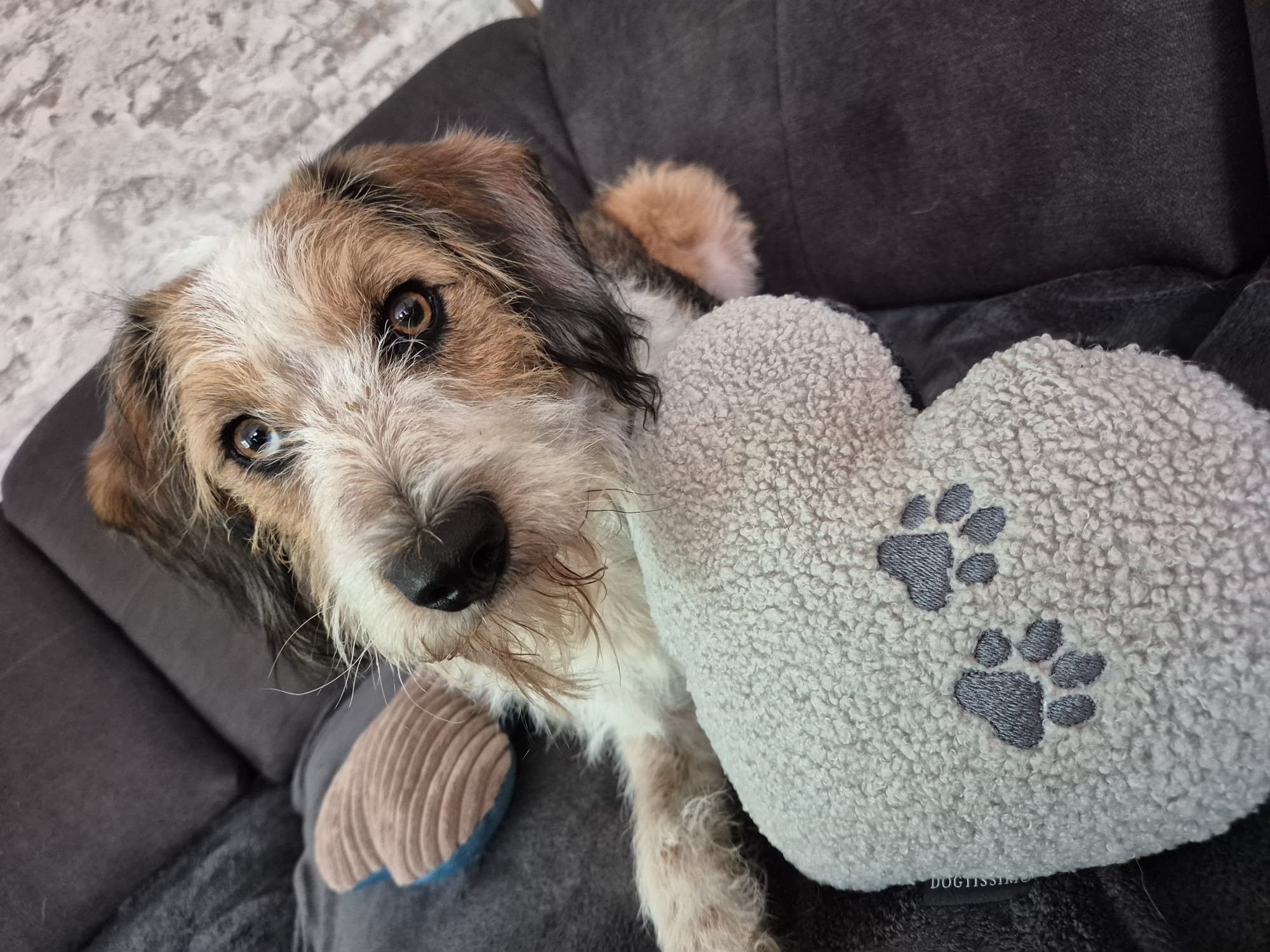 Hundehalsband kaufen, Dogtissimo Halsbänder, Halsbänder Eibau, Geschenkidee Hund, Halsband kaufen, Individualisiertes Halsband, Hundeleine